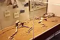 Squelette fossile d'un individu juvénile.