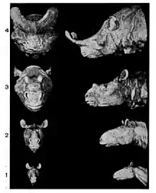 quatre têtes d'animaux de face et de profil, avec une augmentation de la taille et l'apparition d'une corne massive sur le museau.