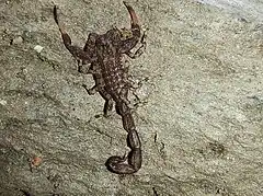 L'espèce de scorpions Tityus boconoensis.