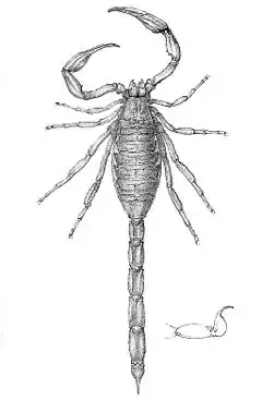 Description de l'image Tityus insignis 1894.jpg.