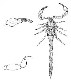 Tityus melanostictus