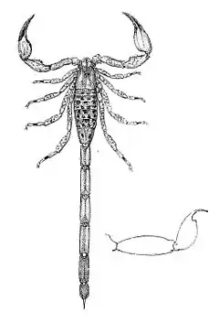 Description de l'image Tityus pictus 1894.jpg.