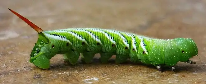 Chenille du sphinx de la tomate