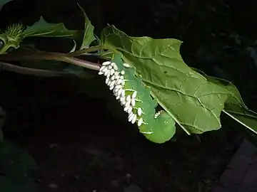 Chenille parasitée