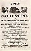 Toby le cochon savant, affiche anglaise de 1817.