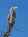 Calao leucomèle perché sur une branche, Namibie