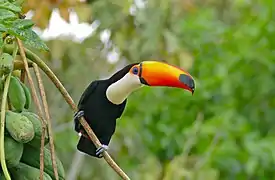 Toucan toco