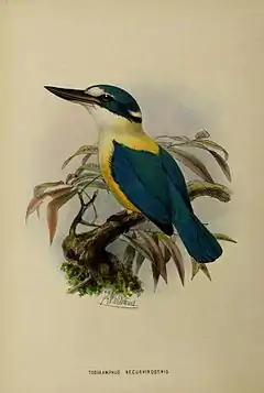 Description de l'image Todiramphus recurvirostris by John Gerrard Keulemans.jpg.