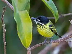 Description de l'image Todirostrum pictum - Painted Tody-Flycatcher; Botanic Garden Tower, Manaus, Amazonas, Brazil.jpg.