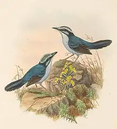 Description de l'image Todopsis grayi - The Birds of New Guinea (cropped).jpg.