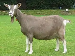 Chèvre du Toggenbourg