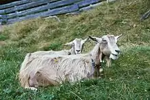 photo couleur de deux chèvre beige-grises couchées dans l'herbe d'un pâturage.