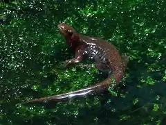 Description de l'image Tohoku salamander IMG 9945.jpg.