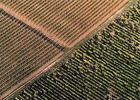 Vue aérienne du vignoble de Hegyalja.