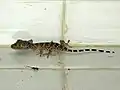 Gecko tokay