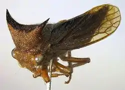 Tolania dira (Nicomiinae)