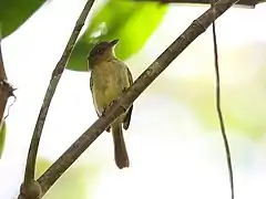 Description de l'image Tolmomyias traylori Orange-eyed Flatbill; Iquitos, Peru.jpg.