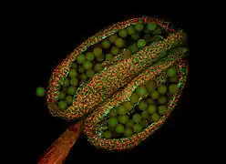 Anthère d'Arabette des dames (Arabidopsis thaliana) avec ses grains de pollen révélés par la micrographie par fluorescence.