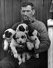 Photographie en noir et blanc de Crean portant des chiots.