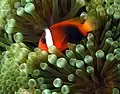 Poisson-clown bistré (Amphiprion melanopus ) dans une anémone à bouts renflés au Timor oriental