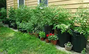 Des plants de tomates poussant dans une ferme en pot à côté d'une petite maison dans quinze poubelles remplies de terre.
