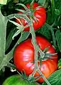 Tomate (Solanum lycopersicum, Solanales, Solanaceae)