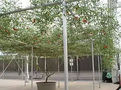 Un plant de tomate