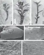 Fossile de Tomaxellia (Cheirolepidiaceae)