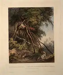 Arbres funéraires d'Indiens Assiniboin. Maximilian zu Wied a observé les corps d'Indiens Assiniboine placés ainsi lors de son voyage sur la rivière Missouri en 1833. Photo de Karl Bodmer .