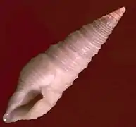 Tomopleura vertebrata.