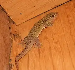Description de l'image Tonga gecko 2.jpg.