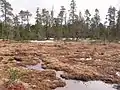 Muskeg Meadows