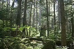 Image illustrative de l’article Forêt nationale de Tongass