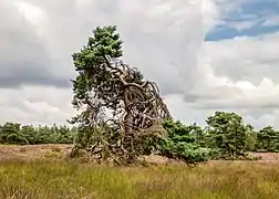 Pin sylvestre en Gueldre, aux Pays-Bas.