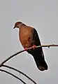 Pigeon du Chili (Columba araucana)