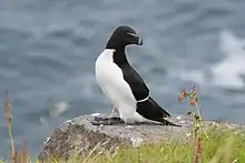 Petit pingouin, au dos et à la tête noire, au torse blanc, est assis sur un rocher (au premier plan, de l'herbe). En fond, floue, la mer.