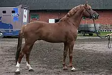 Cheval couleur noisette vu de profil