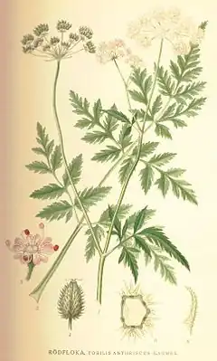 Description de l'image Torilis japonica.jpg.