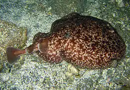 Une torpille à points noirs (Torpedo fuscomaculata)