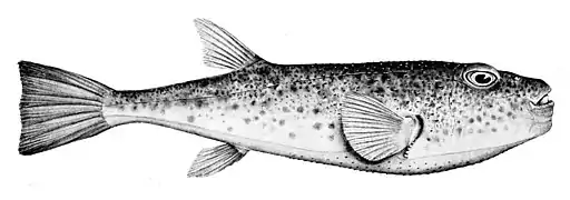 Torquigener tuberculiferus