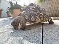 Tortue pardalis qui mange une figue mûre.