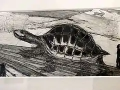 Tortuga (tortue), gravure.