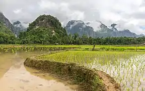 Chemin de terre tortueux dans les rizières inondées, et collines vertes en arrière-plan, pendant la mousson, à Vang Vieng.