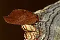 Drepanepteryx phalaenoides (Hemerobiidae)