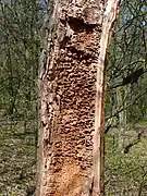 galeries creusées dans le bois mort.