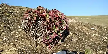 Massif de feuilles en hiver