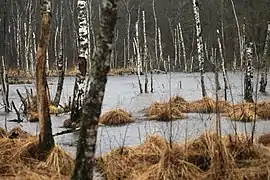 La tourbière en hiver.