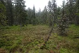 Tourbière aux Fourgs.