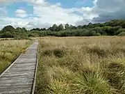 tourbières de Landemarais : le chemin de découverte sur pilotis.