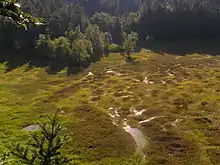 Tourbière tremblante acidiphile